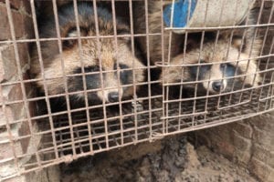 Ban fur