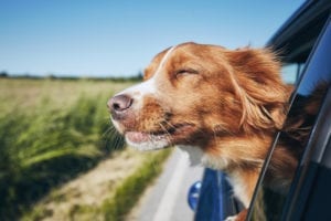 Ban on new polluting cars