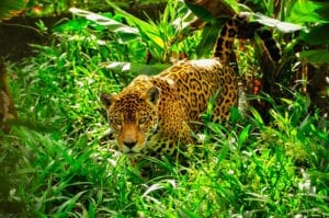 #Together4Forests