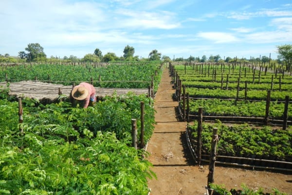 Eden Reforestation, Madagascar