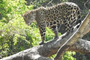 Saving land, saving life on Earth