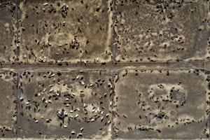 The impact of meat