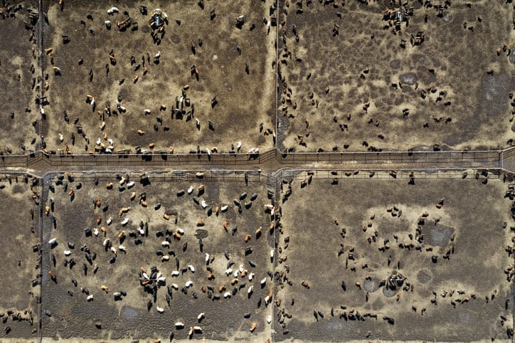 The impact of meat