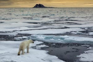 Bankrolling Extinction