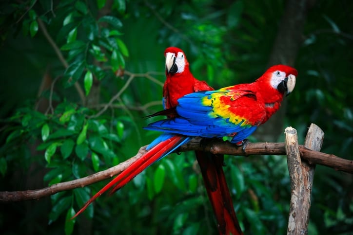 Have your say on deforestation