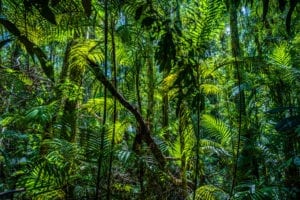The Weleda Forest