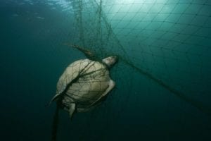 What's in the net