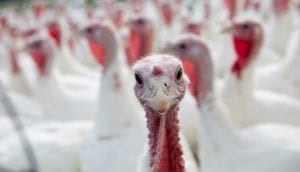 Gobble gobble