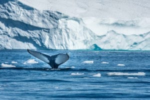 Arctic microplastics