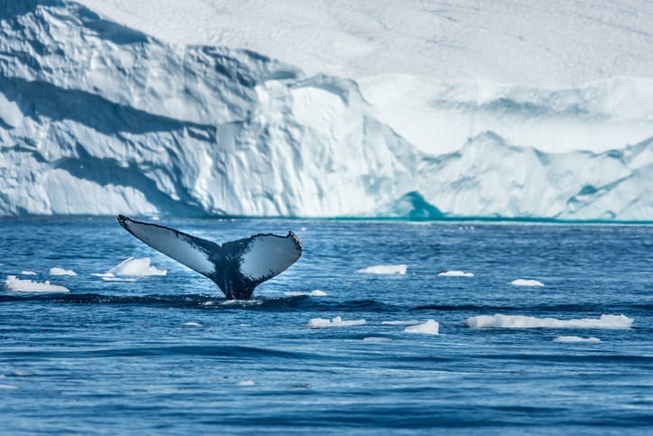 Arctic microplastics