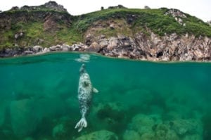 Save our seas