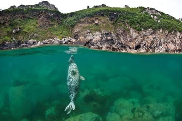 Save our seas