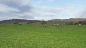 Play 2 hours of sheep