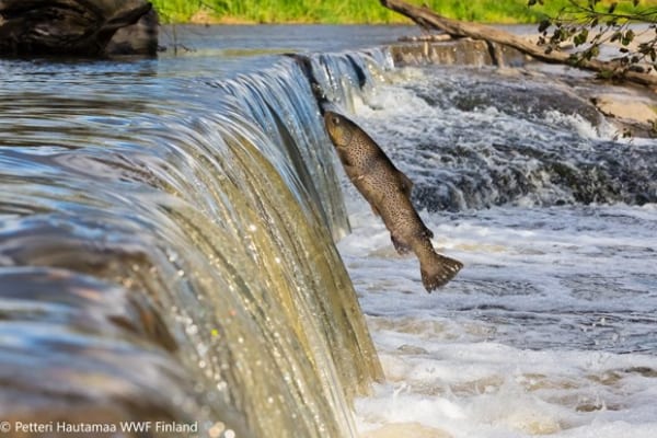 Forgotten fish