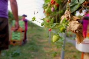 Supermarket fruit and veg