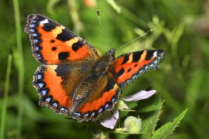 Small tortoiseshell butterfly