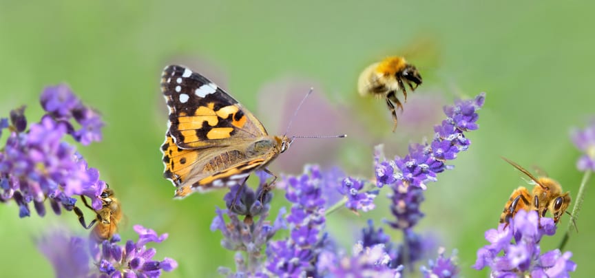Insect superhighways