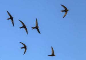 Common swift