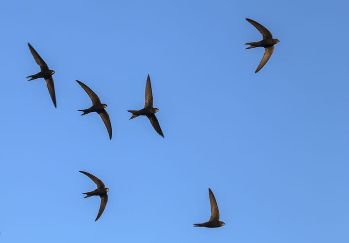 Common swift