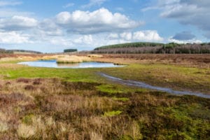 Action on peat and trees