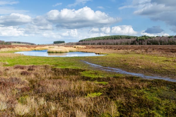Action on peat and trees