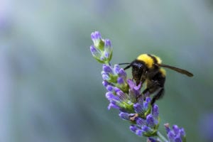 Court victory over neonicotinoids