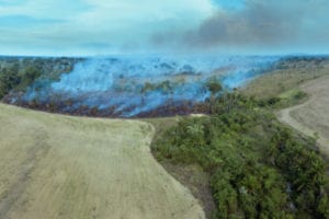 Deforestation for meat