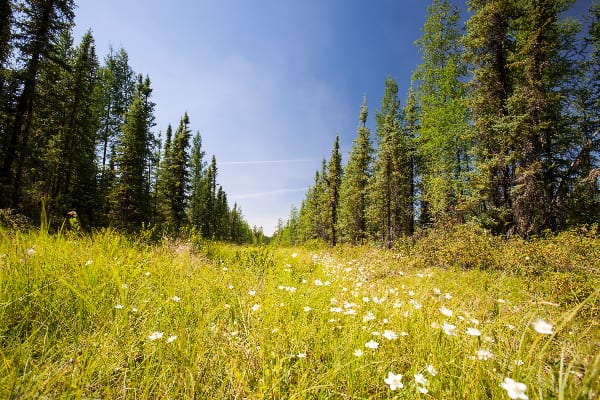 Restoration with impact