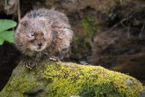 UK water vole