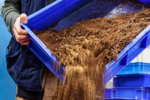 Could insects replace soy?