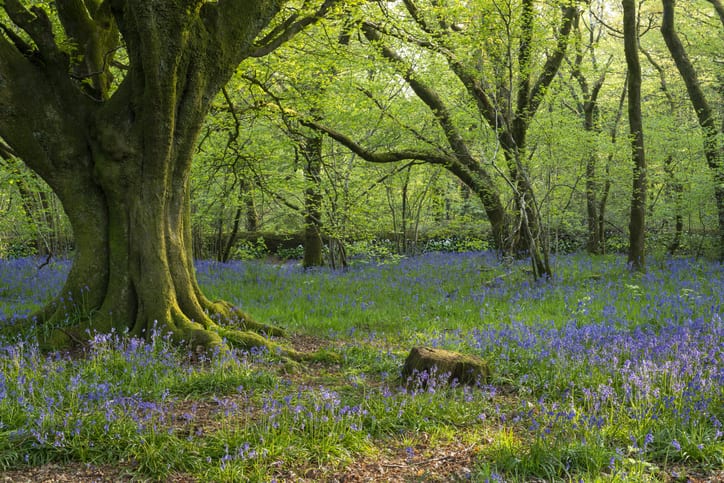 Investing in nature