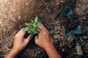 Planting 1m trees per day
