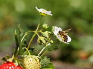 Project pollinator