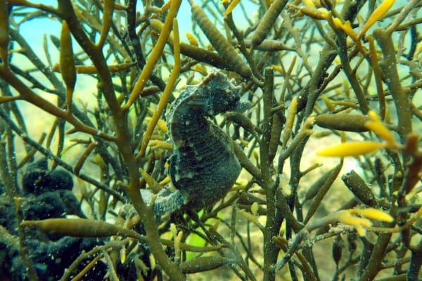 Seahorse nurseries