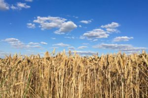 Organic farming