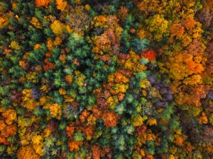 1 trillion trees