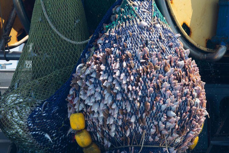 A fishing emergency