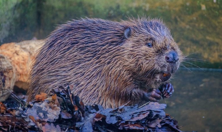 Beavers in the Avon
