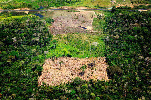 Big brands and palm oil