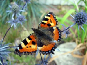 Small tortoiseshell