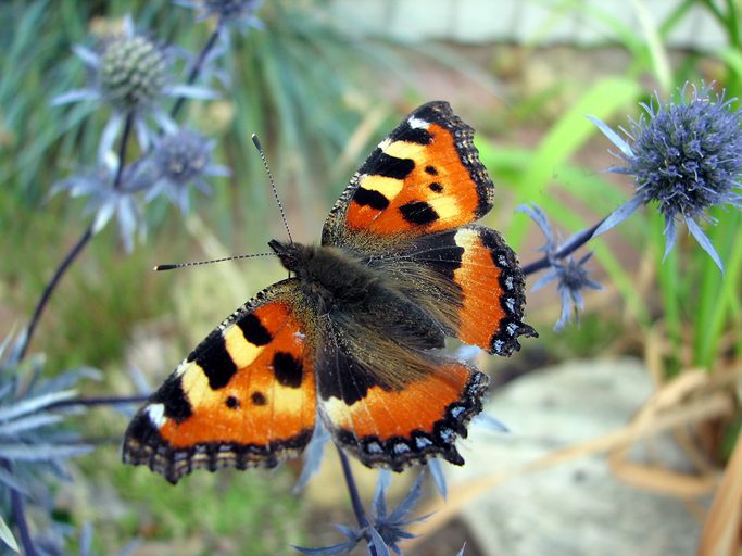 Small tortoiseshell