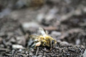 UK exports neonicotinoids