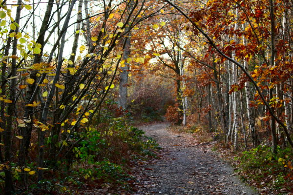 Blean Woods in Kent