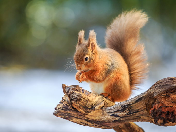 Red squirrel feeding in winter, Northumberland