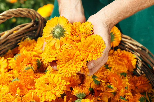 Weleda's calendula harvest