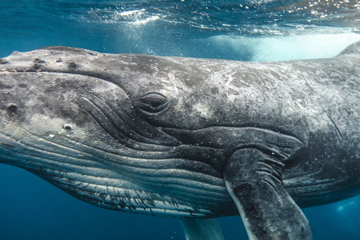 A humpback whale eyeing camera while swimming through clear blue ocean waters