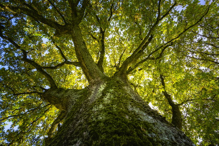 Looking up at a big oak in the sunlight