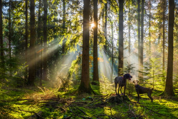 Sunlight breaking through the canopy of a lush green forest