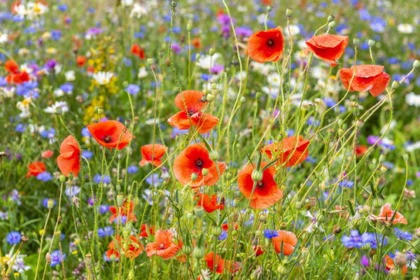 Poppy on summer meadow