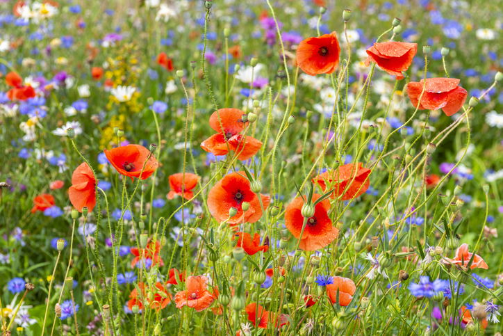 Poppy on summer meadow